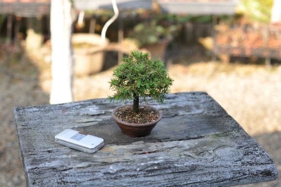 杜松（トショ）　置物　木の根 杜松（トショ）置物木の根