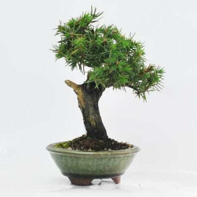 杜松　1点もの　No.609