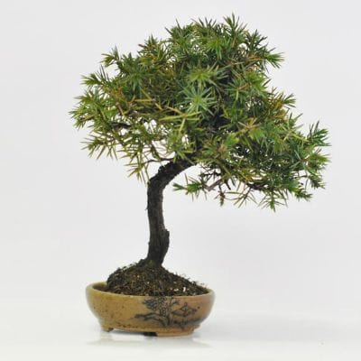 杜松　1点もの　No.610