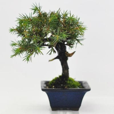 杜松　1点もの　No.613