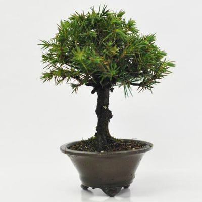 杜松　1点もの　No.614