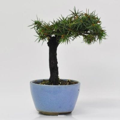 杜松　1点もの　No.618