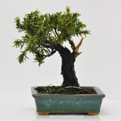 杜松　1点もの　No.619