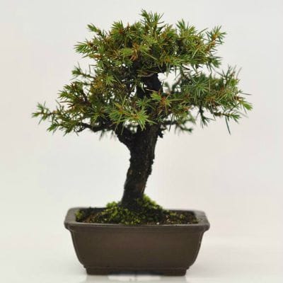 杜松　1点もの　No.620