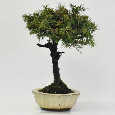 杜松　1点もの　No.621