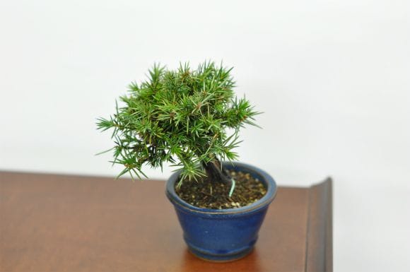 杜松 1点もの No.622の盆栽を販売｜はじめる盆栽妙 – 盆栽妙 本店