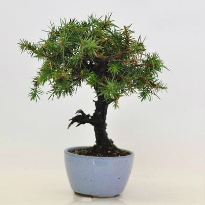 杜松　1点もの　No.623