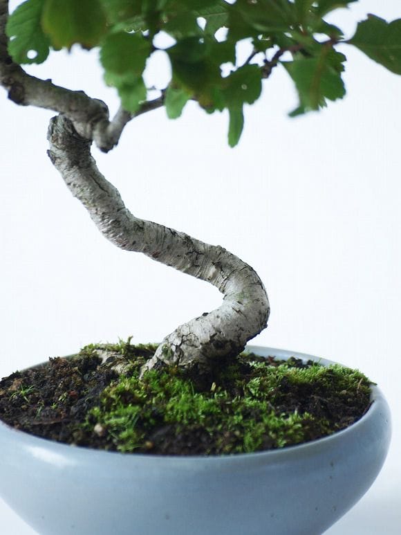 白さんざし 1点もの No.6の盆栽を販売｜ギフトを贈るなら盆栽妙