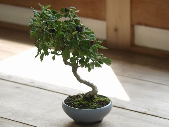 白さんざし 1点もの No.6の盆栽を販売｜ギフトを贈るなら盆栽妙 – 盆栽