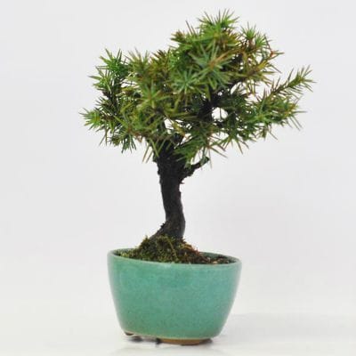 杜松　1点もの　No.625