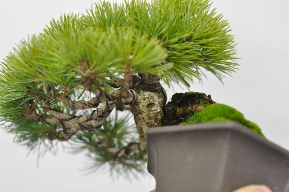 五葉松　盆栽 五葉松 1点もの No.626の盆栽を販売｜はじめる盆栽妙 – 盆栽妙 本店