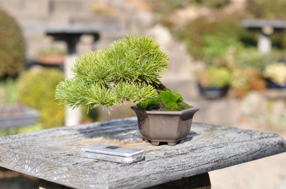 五葉松　盆栽 五葉松 1点もの No.626の盆栽を販売｜はじめる盆栽妙 – 盆栽妙 本店