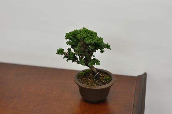 石化檜の盆栽を販売｜はじめる盆栽妙 – 盆栽妙 本店