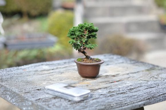 石化檜の盆栽を販売｜はじめる盆栽妙 – 盆栽妙 本店