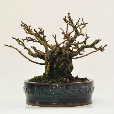 長寿梅　1点もの　No.628