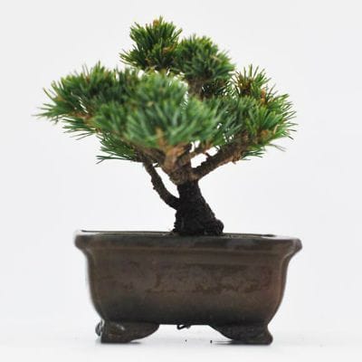 五葉松(明星)　1点もの　No.630