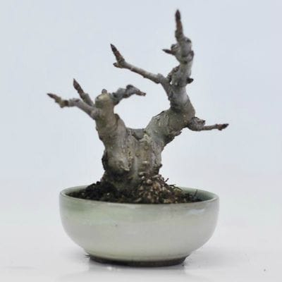 満州小梨