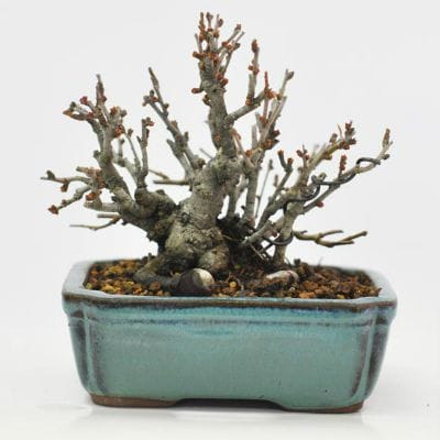 シドミ(黄華)　1点もの　No.632