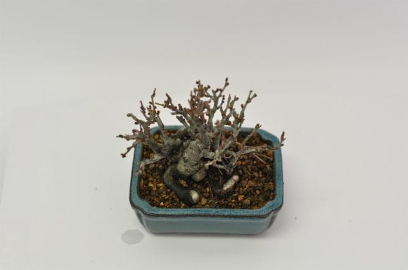 シドミ(黄華) 1点もの No.632の盆栽を販売｜はじめる盆栽妙 – 盆栽妙 本店