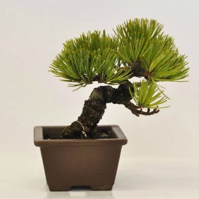 五葉松　1点もの　No.634