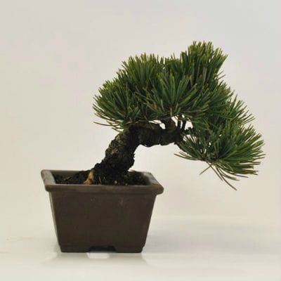 五葉松　1点もの　No.636