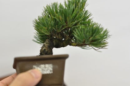 五葉松　1点もの　No.636