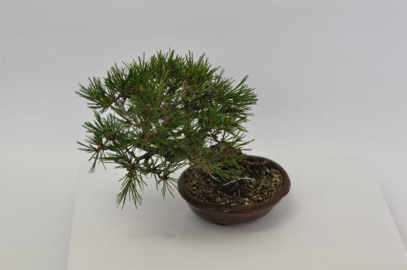 赤松 1点もの No.639の盆栽を販売｜はじめる盆栽妙 – 盆栽妙 本店