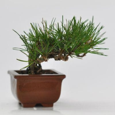 赤松　1点もの　No.640