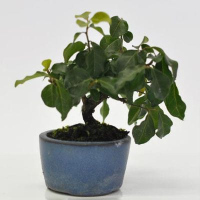 トキワ柿 1点もの　No.642