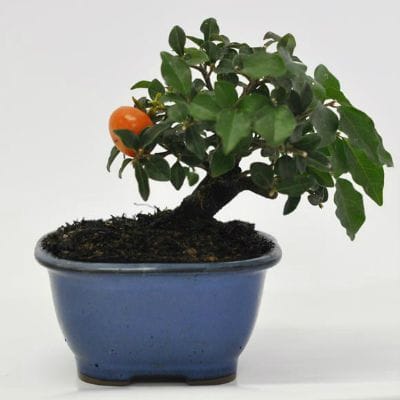 トキワ柿　1点もの　No.643