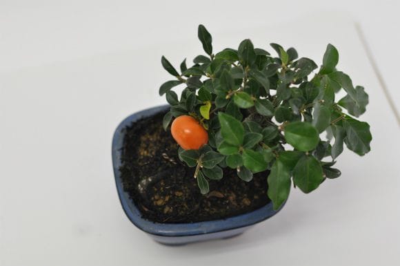 三河盆栽　トキワ柿　盆栽 トキワ柿 1点もの No.643の盆栽を販売｜はじめる盆栽妙 – 盆栽妙