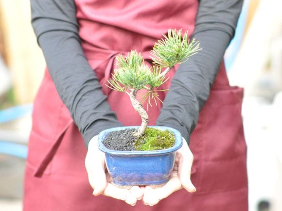 松盆栽 大きめ 青い鉢 お手頃価格な格安お試し盆栽 五葉松 青鉢の盆栽を販売｜入門は