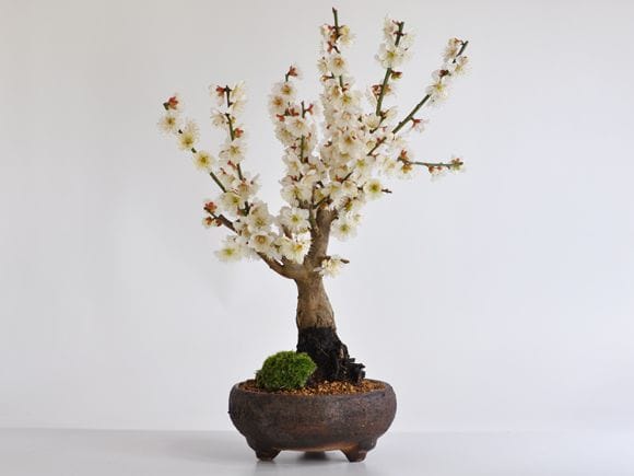 白梅 信楽焼鉄鉢の盆栽を販売｜入門は盆栽妙 – 盆栽妙 本店