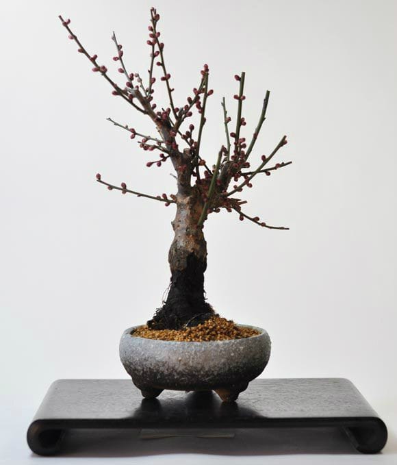Backsideworks. アート鉢 植物連鎖 金銀セット 魂根少女 Backside works アート鉢 植物連鎖 金銀セット 魂根少女