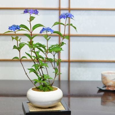 アジサイ　藍姫　白丸和鉢