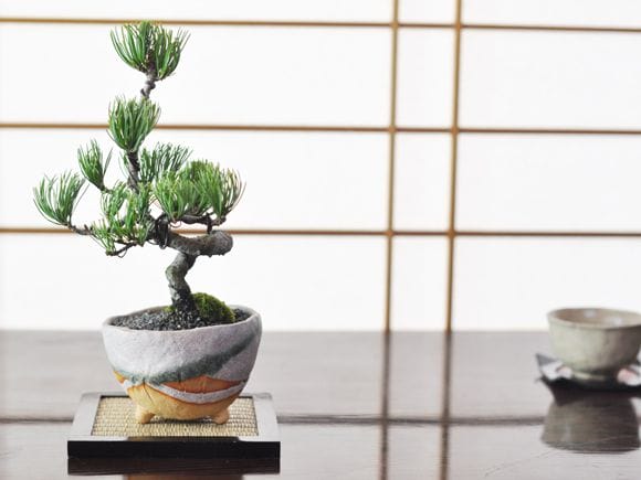 盆栽鉢　落款有り　受け皿　箱付き　龍泉 五葉松 祝い鉢 受け皿、ラッピング メッセージカード、説明書&肥料付