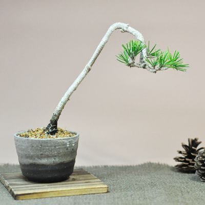 商品 – Page 53 – 盆栽妙 本店