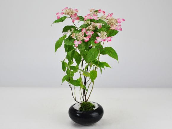 山あじさい紅(クレナイヤマアジサイ) 黒丸和鉢の盆栽を販売 山あじさい紅(クレナイヤマアジサイ) 黒丸和鉢の盆栽を販売