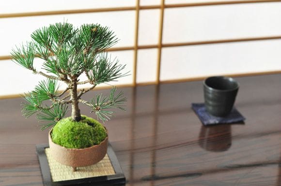幸せを呼ぶ盆栽 寿松の盆栽を販売｜入門は盆栽妙 – 盆栽妙 本店