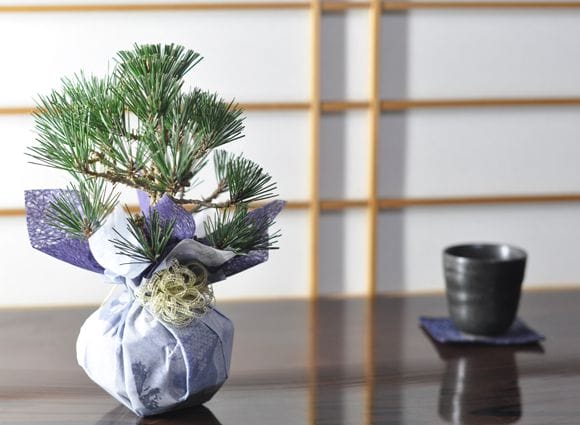 幸せを呼ぶ盆栽 寿松の盆栽を販売｜入門は盆栽妙 – 盆栽妙 本店