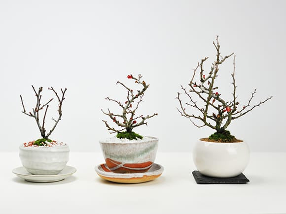 母の日の花盆栽 枝ぶりの良い長寿梅 樹齢10年| プレゼントに盆栽妙