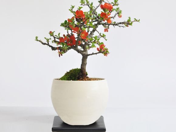 梅　盆栽　陶器鉢つき　幹太❗　④ 母の日の花盆栽 枝ぶりの良い長寿梅 樹齢10年| プレゼントに盆栽妙