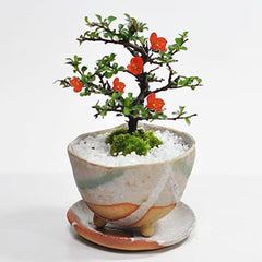 母の日の花盆栽 長寿梅 樹齢6年 信楽焼祝い鉢|プレゼントに盆栽 母の日の花盆栽 長寿梅 樹齢6年 信楽焼祝い鉢|プレゼントに盆栽