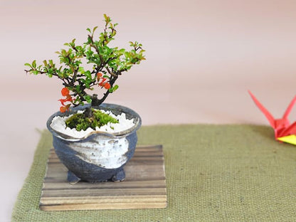 【母の日】ミニ長寿梅 樹齢3年 藤久手造り小鉢