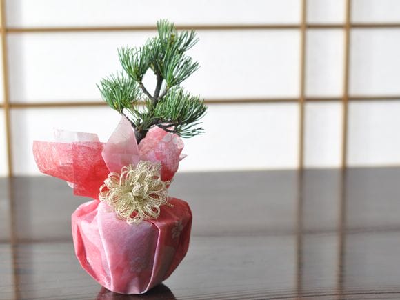 五葉松の盆栽敷板付き ラッピング メッセージカード、説明書&肥料付の