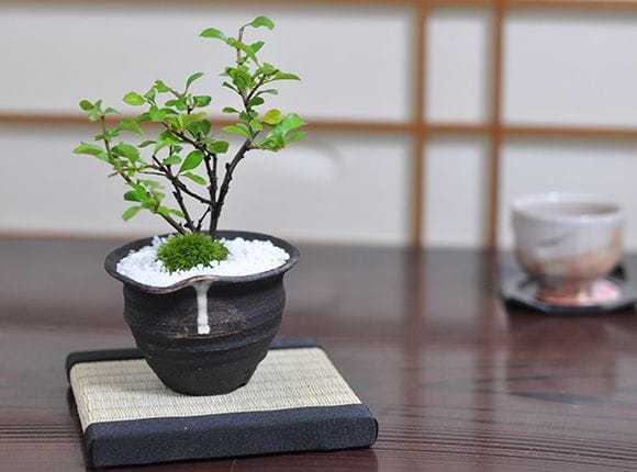石付き長寿梅の盆栽を販売｜盆栽妙 – 盆栽妙 本店