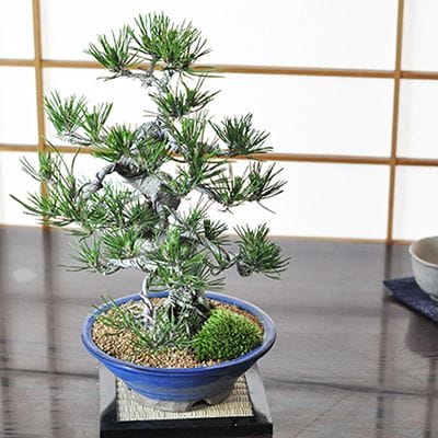 鬼無の黒松 威風堂々【本格盆栽】