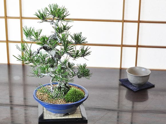 鬼無の黒松 威風堂々【本格盆栽】の盆栽を販売｜はじめる専門店