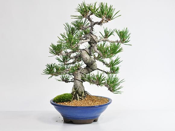 【茉莉園】◆　黒松２　◆　樹高３１ｃｍ　威風堂々  鬼無の黒松 威風堂々本格盆栽の盆栽を販売｜はじめる専門店 盆栽妙