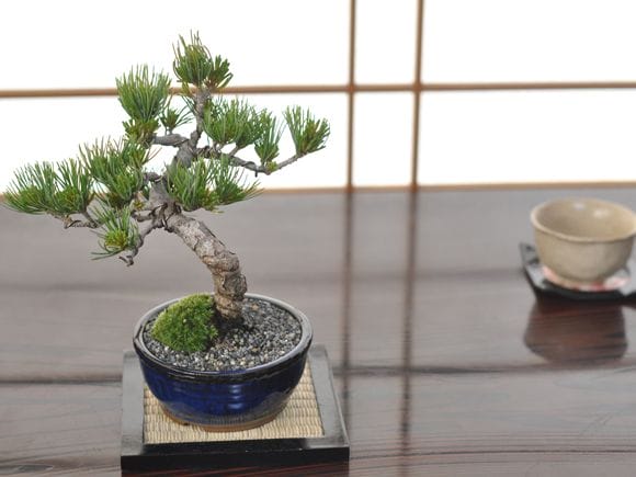 盆栽鉢まとめ どっしりとした幹から四方に枝を伸ばし風格のある盆栽【五葉松の